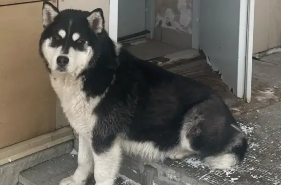 Пропала собака в Онгудайском поселении, Республика Алтай
