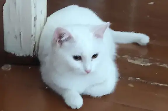 Пропала белая кошка на ул. Мичурина, 6, Дубна