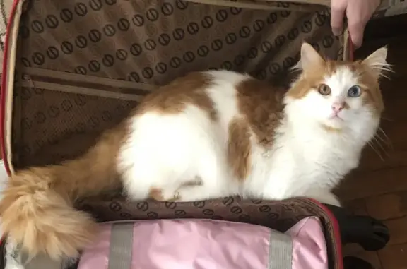 Потерянные животные Сочи, фото: Пропал кот Феликс на Инжирной улице, Сочи