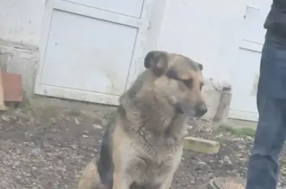 Пропала собака в посёлке Серебрянка, Смоленск