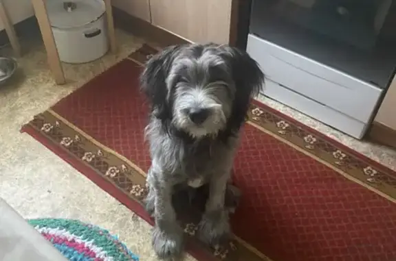 Собаки потеряшки, Нижний Новгород, фото: Потеряшка щенок Симба на ул. Дьяконова, 40