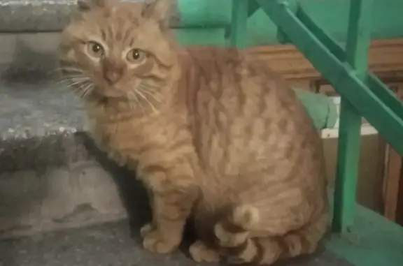 Срочно ищется хозяин для рыжего кота на улице Тунакова, 41