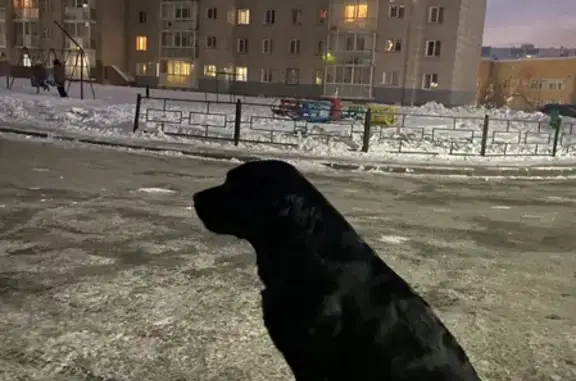 Собака Макс найдена на улице Дружбы, 35Б в Кемерово.