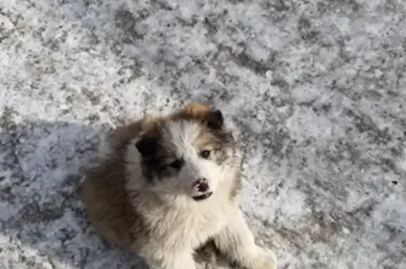 Найден щенок на ул. 9 Января, 44 в Чите