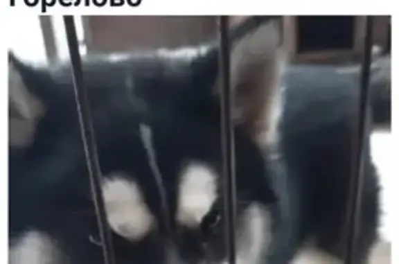 Собаки потеряшки, Санкт-Петербург, фото: Потеряшка собака Хаски на улице Коммунаров, 46, СПб