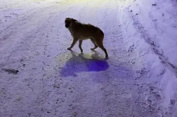 Найдена собака на заправке Октан, г. Ставрополь.