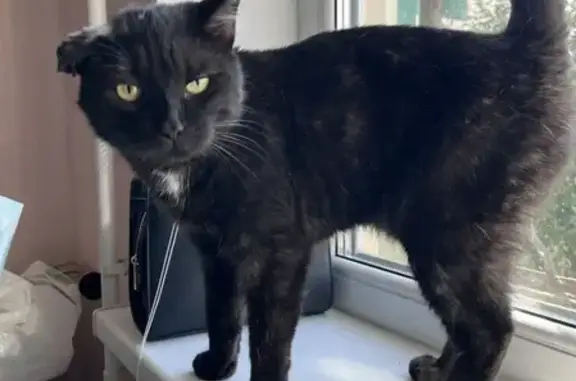 Кошки потеряшки, Набережные Челны, фото: Потеряшка кот Вася, Челны, остановка Орловка