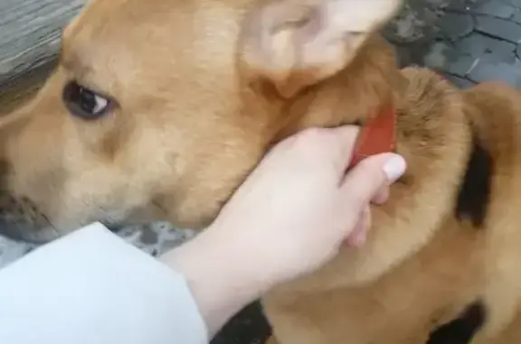 Найдена собака с рыжим ошейником на ул. Дьяконова, 2Б