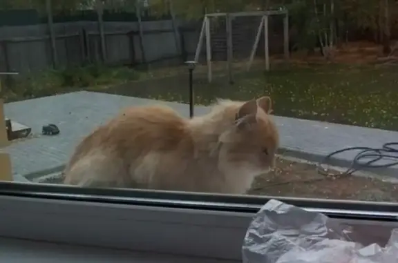 Объявления о пропавших и найденных животных, Курган, фото: Пропала кошка Рыжик, ул. Гоголя, 86, Курган.