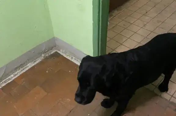 Найдена собака на улице Кирова, 28, Химки