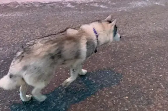 Потерянная собака на ул. Чайковского, 25 в Лобне