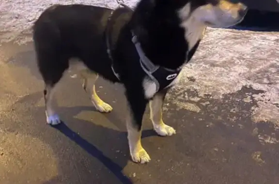 Объявления о пропавших и найденных животных, Москва, фото: Найден кобель Хаски в Новоподрезково