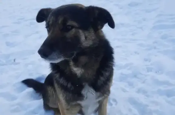 Пропала собака Петрович на ул. Угловой, последний раз видели на ул. Красильникова, Сызрань.
