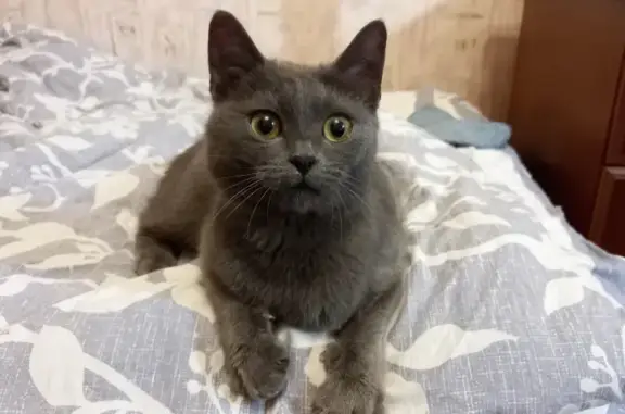 Найдена британская серая кошка на улице Динамо, Воронеж