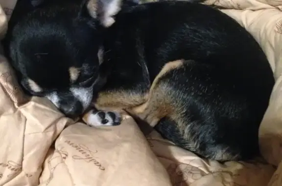 Собаки потеряшки, Санкт-Петербург, фото: Потеряшка чихуахуа Бэби на улице Коллонтай, 5/1, Санкт-Петербург