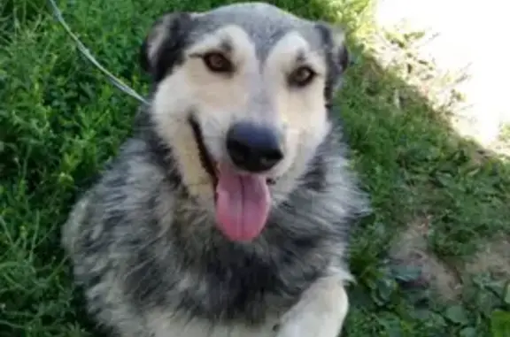 Пропала собака Дымка на Богатырской улице, Казань