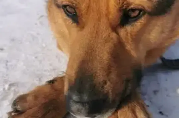 Найдена собака на Можайском шоссе, Одинцово