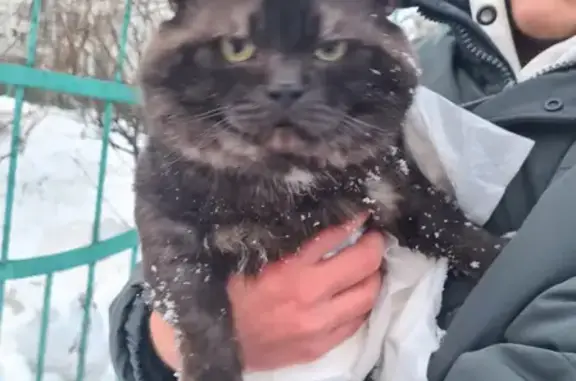 Найден ручной кот на Скобелевской ул. 25 к5, Москва