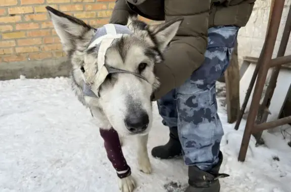 Найдена собака на ул. Перовской, нуждается в лечении