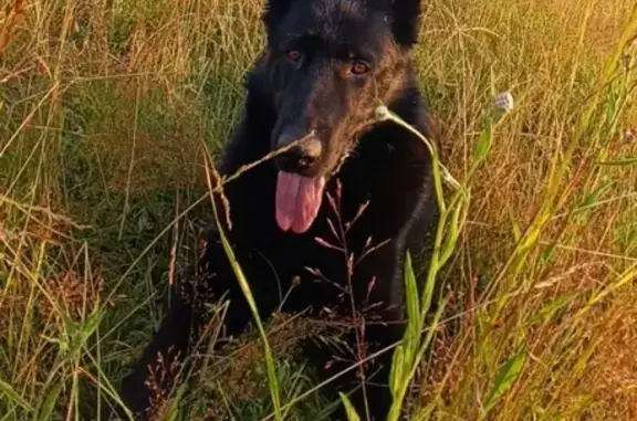 Пропала собака ИНДУС в деревне Неклюдово, Кимры