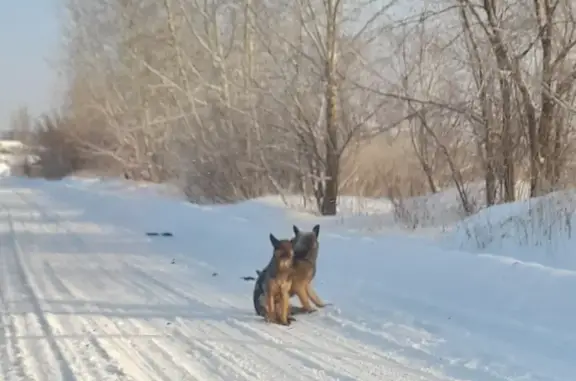 Найдена собака в Оренбурге: Немецкая овчарка без ошейника