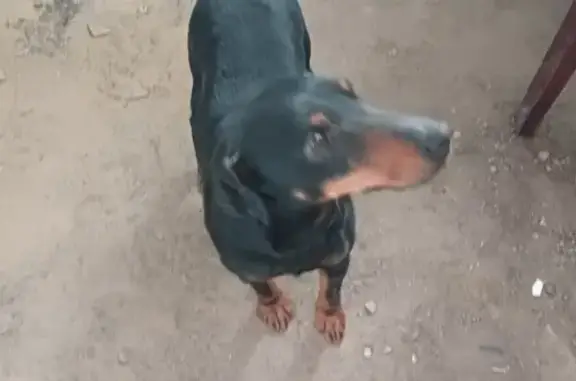 Найдена породистая собака на Казачьей улице, 19, Урюпинск