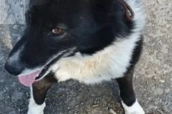Пропала собака Лайка в Кемерово, п. Пионер.