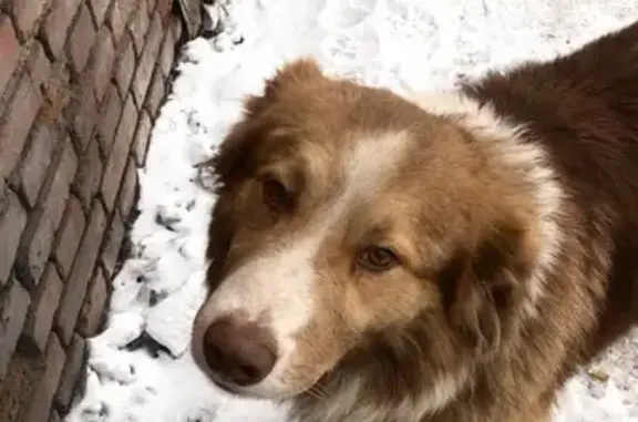 Найдена собака на ул. Вологодского, 6 в Новокузнецке