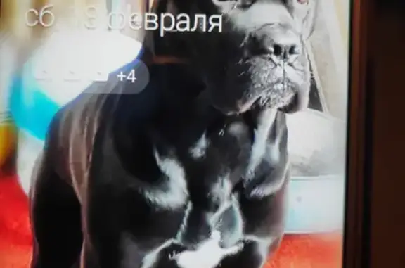 Пропала собака на Астраханской улице, Анапа