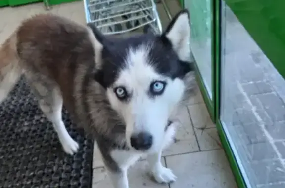 Найдена домашняя собака на ул. Литвинова, 82 в Казани