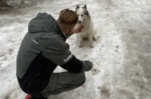 Найдена собака, Волгоград, фото: Найдена собака Фема на проспекте Ленина 15, Волгоград