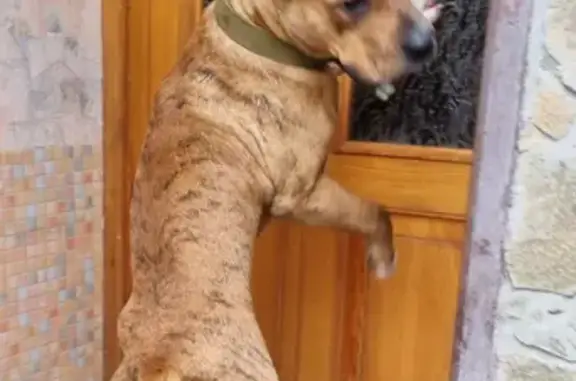 Найдена собака, Ростов-на-Дону, фото: Найдена собака на улице Балакирева, 4