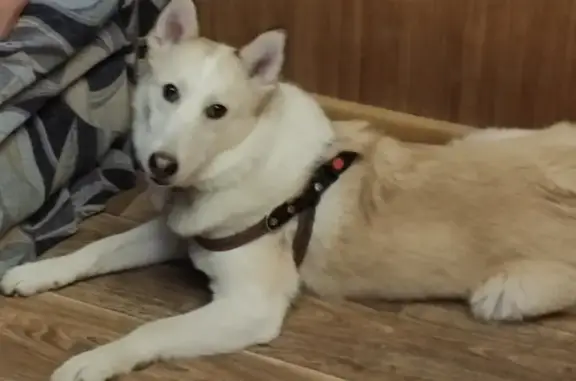 Собаки потеряшки, Красноярск, фото: Потеряшка собака в Красноярске, ул. Славы, 1