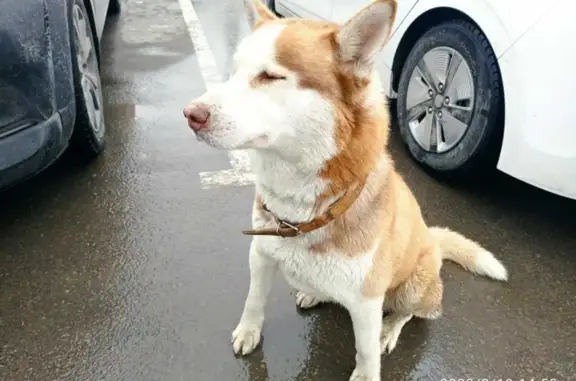 Найден голодный пес на Левобережной улице