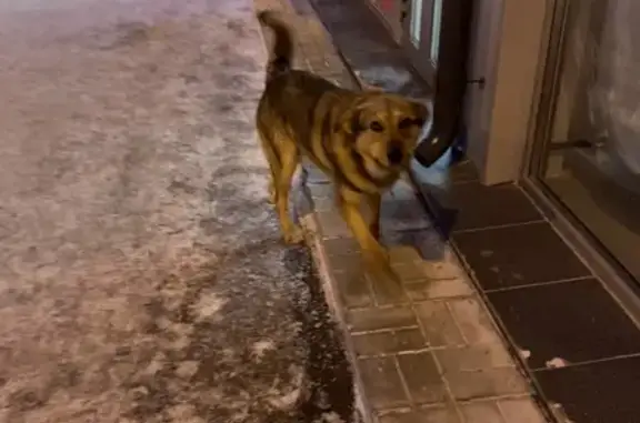 Найдена собака на улице Герцена, 232/1, Омск