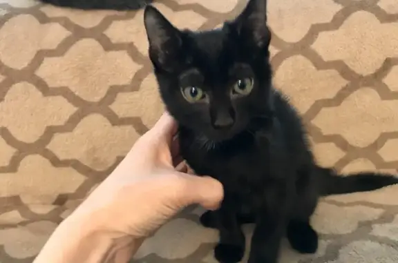 3 чёрных котёнка ищут дом в Красноярске