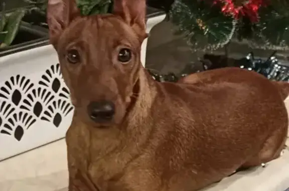 Пропала собака в Кондопоге, порода цвергпинчер, окрас рыжий, кличка Чино, шов на носу.