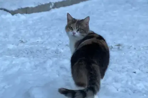 Найдена кошка на улице Можайского, ищет дом