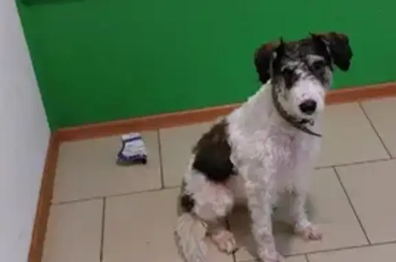Найдена собака в ошейнике на Московском пр-те, Воронеж