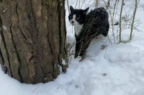 Найден котик в лесу - ищем хозяев! Ул. Верности, СПб