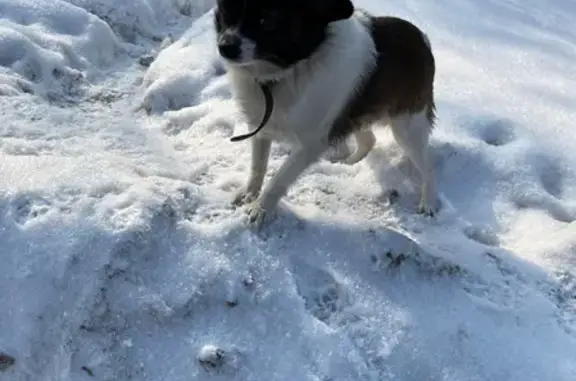 Собака Мальчик найдена на ул. Коммунаров, 15 (г. Самара)