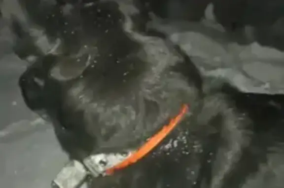 Пропал пёс с улицы Ленина, 41 в Новокузнецке