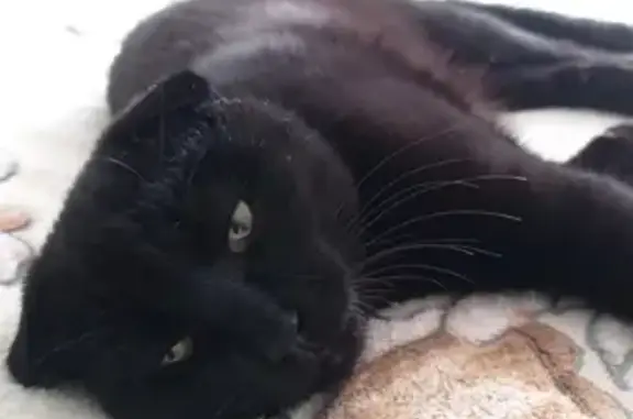 Пропал вислоухий черный кот в Орловской области