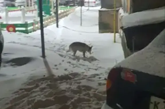Собака найдена на Парковой улице, 2, Красногорск