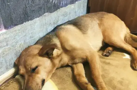 Найдена собака на улице Баталова, Маслова Пристань