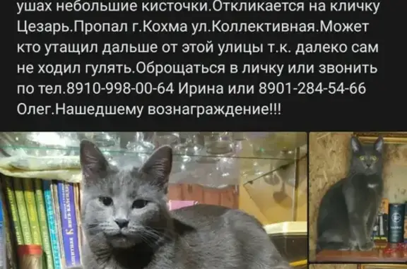 Пропала кошка на Коллективной, 11 в Кохме