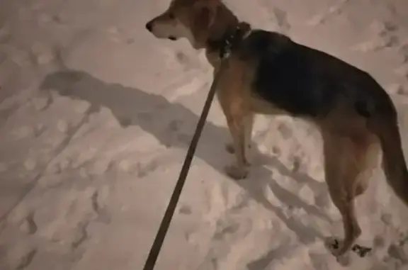 Найдена собака в Кузьминках, глаз поврежден