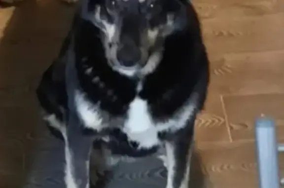 Пропала собака Чернышка на Морской улице, Мурманск