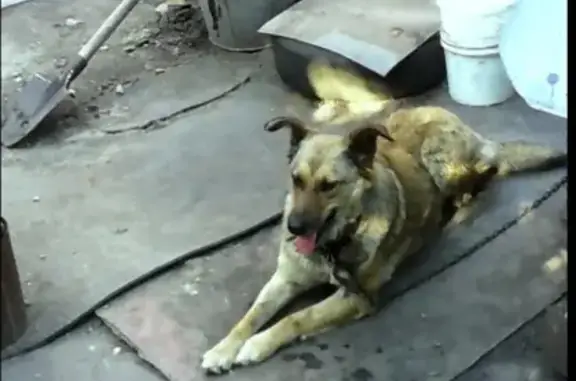 Пропала собака в районе Сенного рынка, вознаграждение за находку.