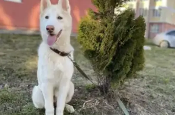 Пропала белоснежная собака Микки на 25 Октября ул. 55А